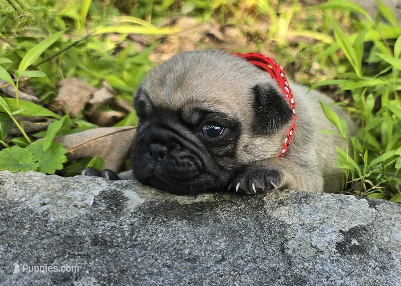 Moe – Pug puppy for sale in Hawley, PA