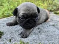 Daisy, a female Pug for sale in Hawley, PA – 3 of 4