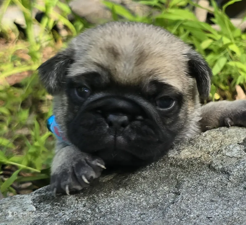 Jack – Pug puppy for sale in Hawley, PA