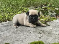 Connie, a female Pug for sale in Hawley, PA – 2 of 9