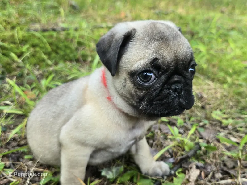 Bo – Pug puppy for sale in Hawley, PA