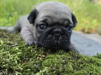 Bo, a male Pug for sale in Hawley, PA – 4 of 5