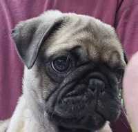 Bo, a male Pug for sale in Hawley, PA – 2 of 7