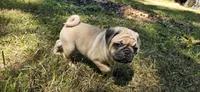 Don, a male Pug for sale in Hawley, PA – Photo 2 of 5