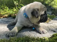 Jack, a male Pug for sale in Hawley, PA – 5 of 9