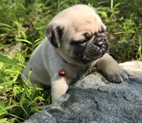 Moe, a male Pug for sale in Hawley, PA – 4 of 9