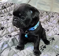 Brandy, a female Pug for sale in Hawley, PA – 4 of 7