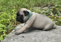 Christy, a female Pug for sale in Hawley, PA – 5 of 7