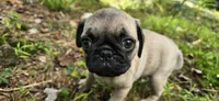 Bo, a male Pug for sale in Hawley, PA – 3 of 7
