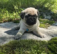 Jack, a male Pug for sale in Hawley, PA – 2 of 9