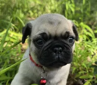 Moe, a male Pug for sale in Hawley, PA – 6 of 9