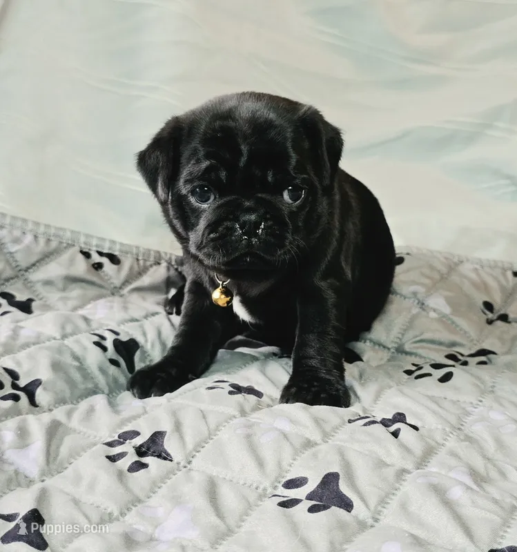 Brittney – Pug puppy for sale in Hawley, PA