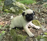Chad, a male Pug for sale in Hawley, PA – 3 of 8