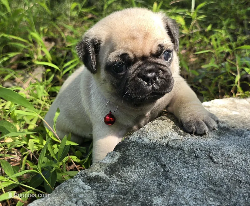 Moe – Pug puppy for sale in Hawley, PA
