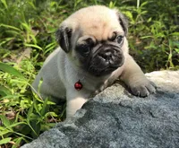 Moe, a male Pug for sale in Hawley, PA – 1 of 9