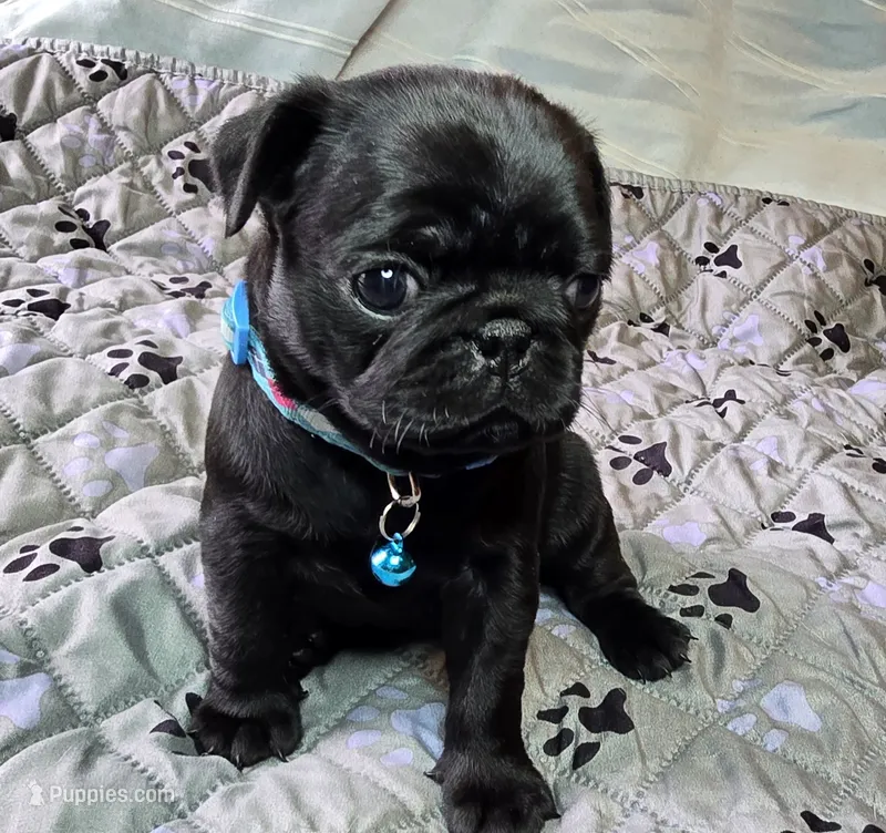 Brandy – Pug puppy for sale in Hawley, PA