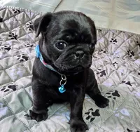 Brandy, a female Pug for sale in Hawley, PA – 1 of 7