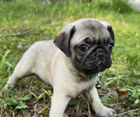 Luke, a male Pug for sale in Hawley, PA – 4 of 4