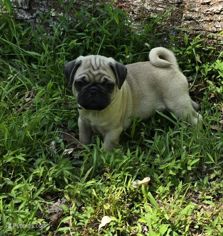 Davy, a male Pug for sale in Hawley, PA – Photo 1 of 7