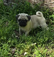 Davy, a male Pug for sale in Hawley, PA – Photo 1 of 7