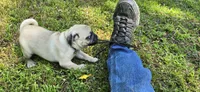 Davy, a male Pug for sale in Hawley, PA – Photo 6 of 7