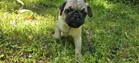 Davy, a male Pug for sale in Hawley, PA – Photo 3 of 7