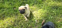 Davy, a male Pug for sale in Hawley, PA – Photo 5 of 7