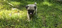 Davy, a male Pug for sale in Hawley, PA – Photo 7 of 7