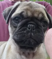 Bo, a male Pug for sale in Hawley, PA – 5 of 7