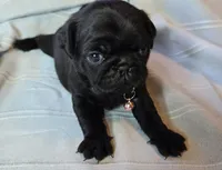 Elvira, a female Pug for sale in Hawley, PA – Photo 2 of 4