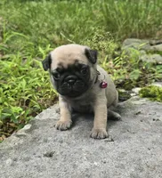 Connie, a female Pug for sale in Hawley, PA – 4 of 9
