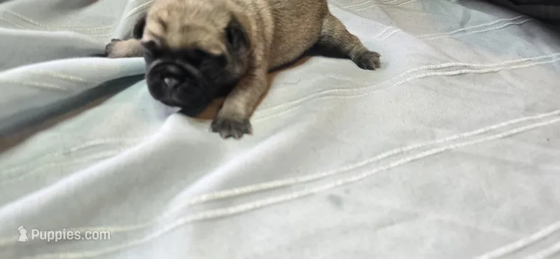 Moe – Pug puppy for sale in Hawley, PA