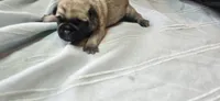 Moe, a male Pug for sale in Hawley, PA – 1 of 2