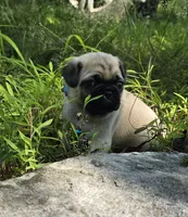 Jack, a male Pug for sale in Hawley, PA – 8 of 9