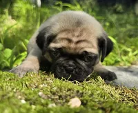 Moe, a male Pug for sale in Hawley, PA – 8 of 9