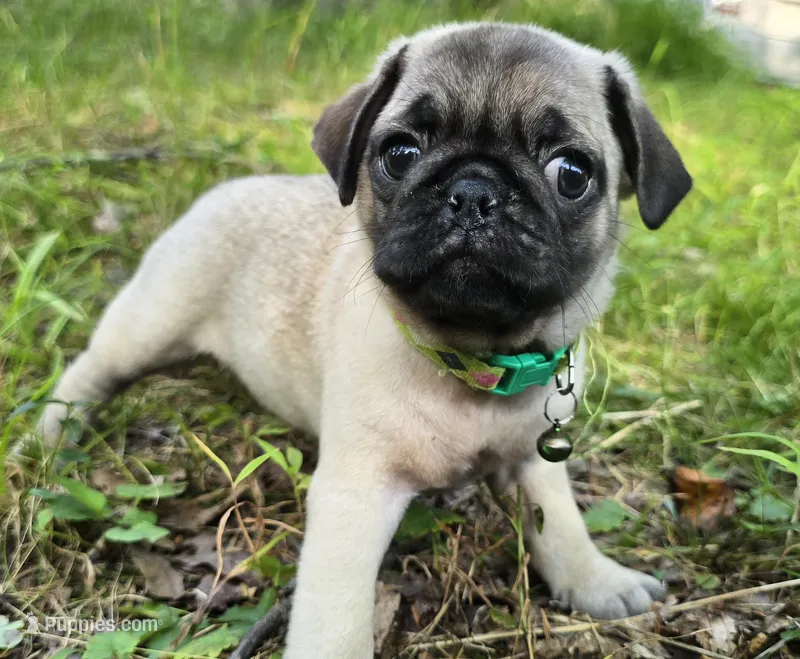 Luke – Pug puppy for sale in Hawley, PA
