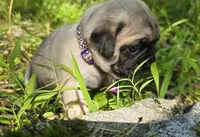 Manny, a male Pug for sale in Hawley, PA – 4 of 9