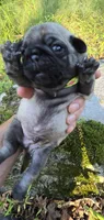 Luke, a male Pug for sale in Hawley, PA – 3 of 3