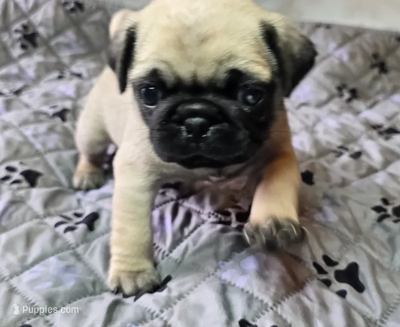 Chad – Pug puppy for sale in Hawley, PA
