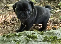 Brittney, a female Pug for sale in Hawley, PA – 4 of 9
