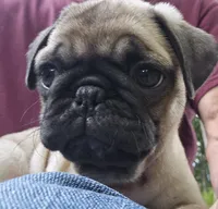 Bo, a male Pug for sale in Hawley, PA – 1 of 7