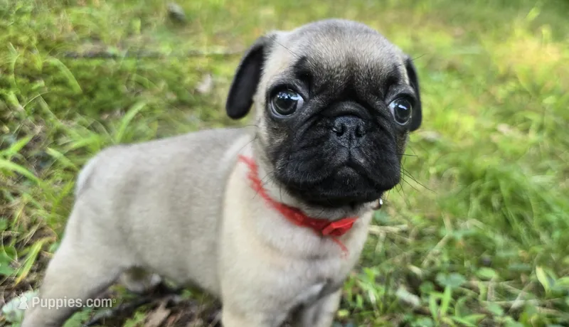 Bo – Pug puppy for sale in Hawley, PA