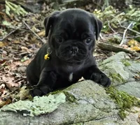 Brittney, a female Pug for sale in Hawley, PA – 8 of 9