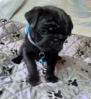 Brandy, a female Pug for sale in Hawley, PA – 3 of 7