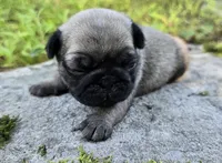 Daisy, a female Pug for sale in Hawley, PA – 2 of 4