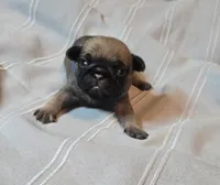 Freddie, a male Pug for sale in Hawley, PA – Photo 1 of 5