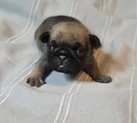 Freddie, a male Pug for sale in Hawley, PA – Photo 2 of 5