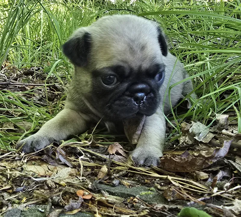 Chad – Pug puppy for sale in Hawley, PA