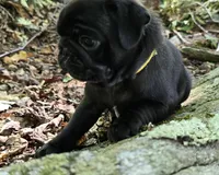 Brittney, a female Pug for sale in Hawley, PA – 5 of 9