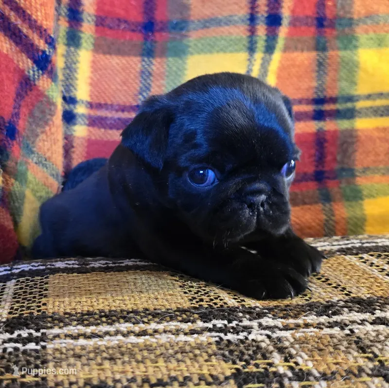 Charlie, a male Pug for sale in Hawley, PA – Photo 1 of 5